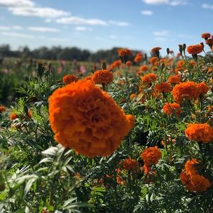 Meet your Posher, Gabby